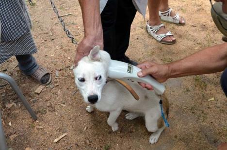 Castrare cu forţa: Noua lege a câinilor le ia orădenilor posibilitatea de a plăti o taxă pentru a rămâne cu animalul necastrat